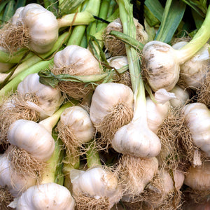 Local Garlic Bunch