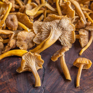 Ozark Forest Yellowfoot Mushrooms