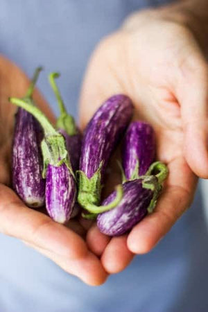 Local Eggplant