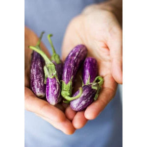 Local Eggplant