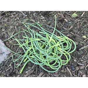 Local Garlic Scapes