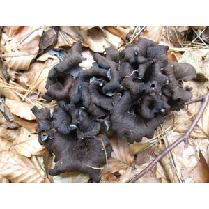 Black Trumpet Mushrooms